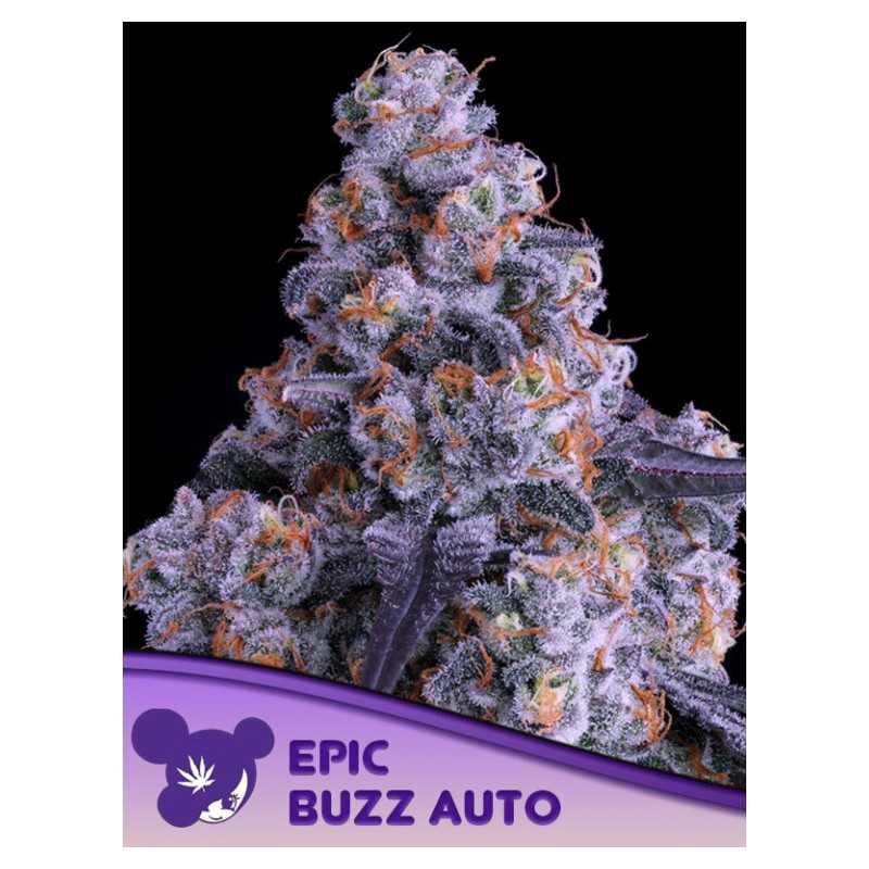 EPIC BUZZ AUTO · Anesia Seeds · cannabis samen · Auto Fem