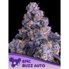 EPIC BUZZ AUTO · Anesia Seeds · semi di canapa · Auto Fem
