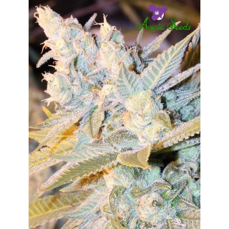 TRIPLE CHEESE AUTO · Anesia Seeds · semi di canapa · Auto Fem