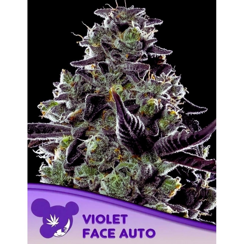 VIOLET FACE AUTO · Anesia Seeds · kenevir tohum · AutoFem