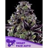 VIOLET FACE AUTO · Anesia Seeds · sementes de maconha · Auto Fem