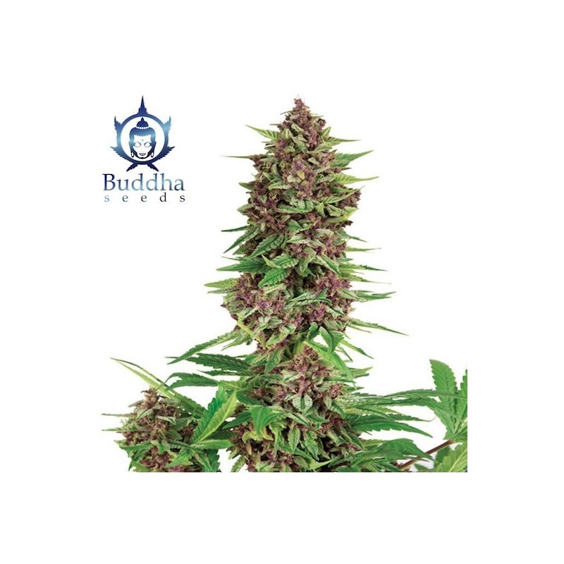 BUDDHA PURPLE KUSH · Buddha Seeds · cannabis seeds · Fem