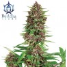 BUDDHA PURPLE KUSH · Buddha Seeds · semi di canapa indiana · Fem
