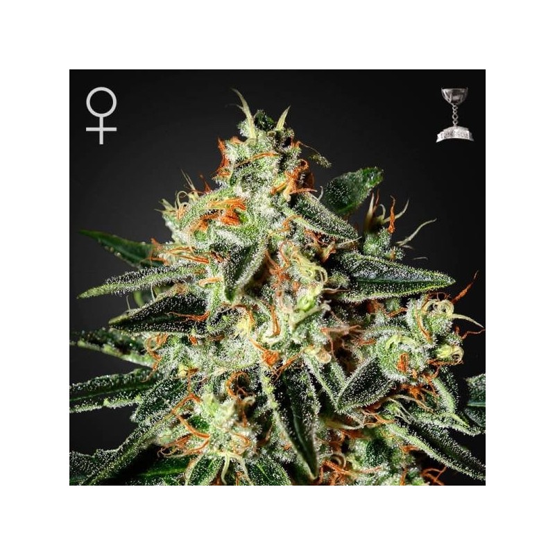 THE CHEESE · Green House Seeds · semi di canapa · Fem