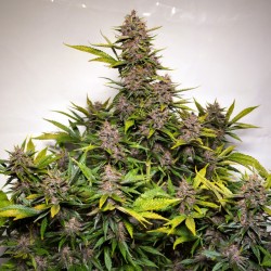 AUTO FORBIDDEN CHERRY · Dutch Passion · sementes de maconha · Auto Fem