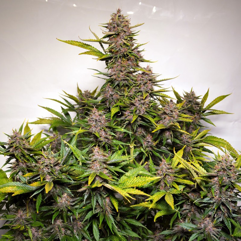 AUTO FORBIDDEN CHERRY · Dutch Passion · semi di canapa · Auto Fem