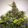 AUTO FORBIDDEN CHERRY · Dutch Passion · sementes de maconha · Auto Fem