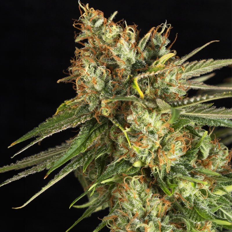 LEMON KING · Eva Seeds · semi di canapa indiana · Fem