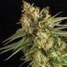LEMON KING · Eva Seeds · semi di canapa indiana · Fem
