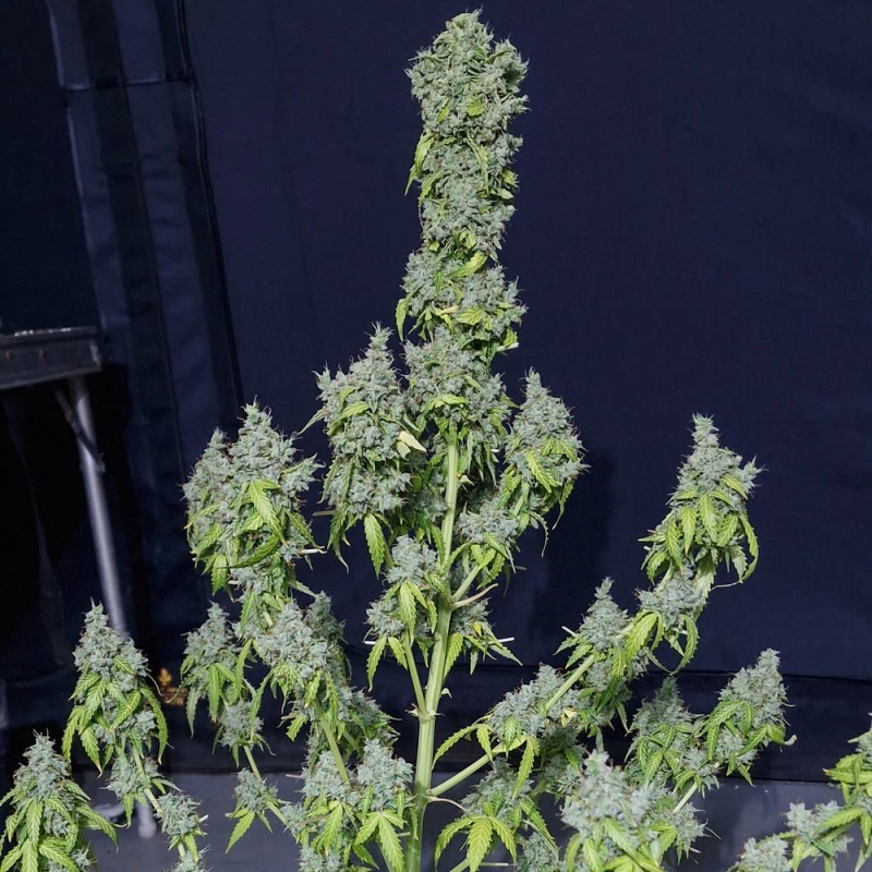 MAGIC TREE AUTO · Eva Seeds · semi di canapa indiana · AutoFem
