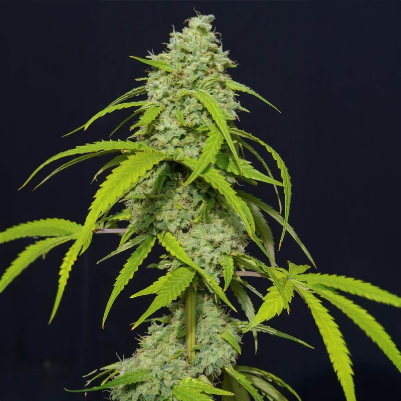 ORANGE KUSH AUTO · Eva Seeds · semi di canapa indiana · AutoFem