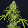 ORANGE KUSH AUTO · Eva Seeds · semi di canapa indiana · AutoFem
