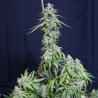 SUPER WATERMELON AUTO · Eva Seeds · semi di canapa indiana · AutoFem