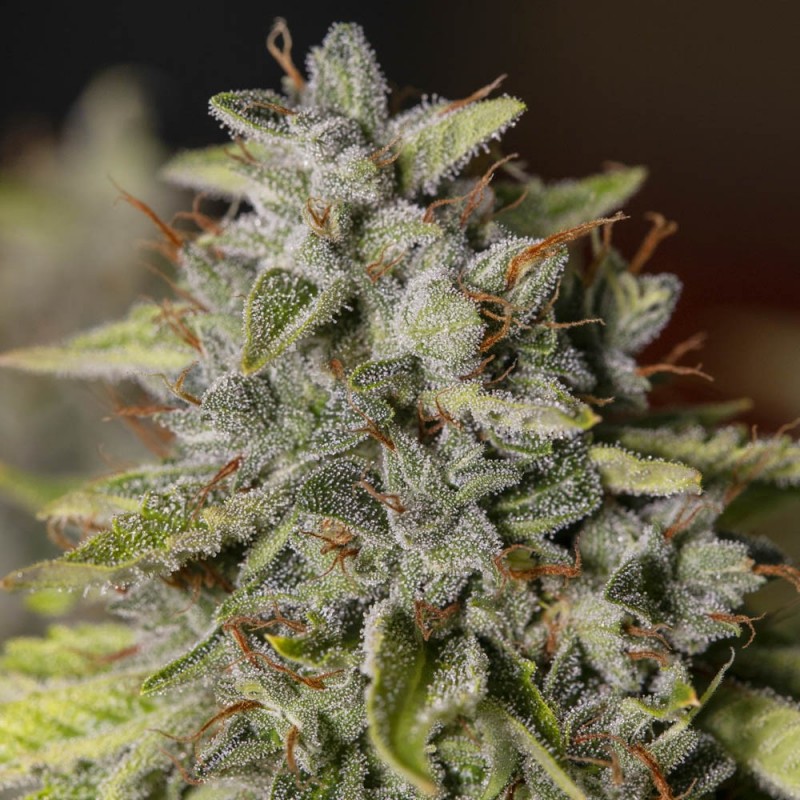 VIEJO TOBY · Eva Seeds · semi di canapa indiana · Fem