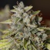VIEJO TOBY · Eva Seeds · semi di canapa indiana · Fem