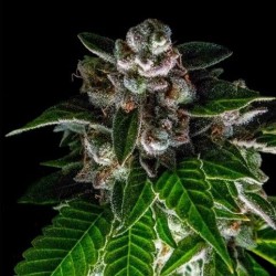 BAKERS DELIGHT · DNA Genetics · cannabis seeds · Fem