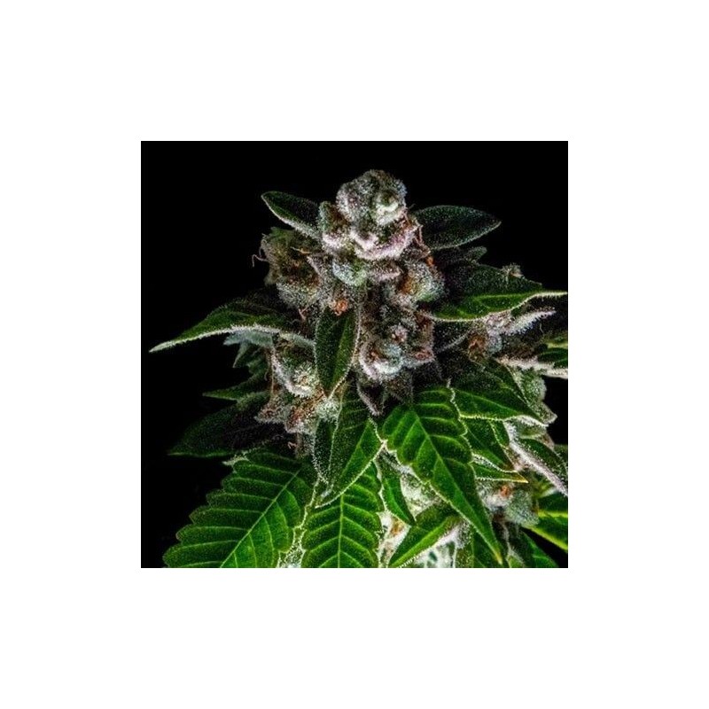 BAKERS DELIGHT · DNA Genetics · sementes de maconha · Fem