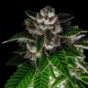 BAKERS DELIGHT · DNA Genetics · semi di canapa indiana · Fem