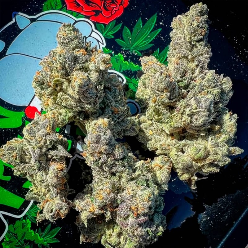 BAKERS DELIGHT · DNA Genetics · kaufen cannabis samen · Fem