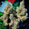 BAKERS DELIGHT · DNA Genetics · semi di canapa indiana · Fem