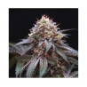 DOUBLE STUFFED SORBET · DNA Genetics · cannabis seeds · Fem