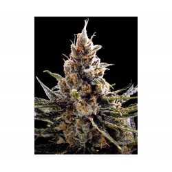 24K GOLD · DNA Genetics · cannabis seeds · Fem