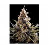 24K GOLD · DNA Genetics · cannabis seeds · Fem
