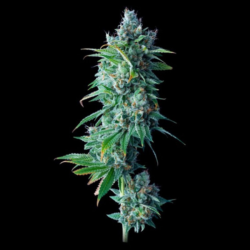 24K GOLD · DNA Genetics · cannabis seeds · Fem