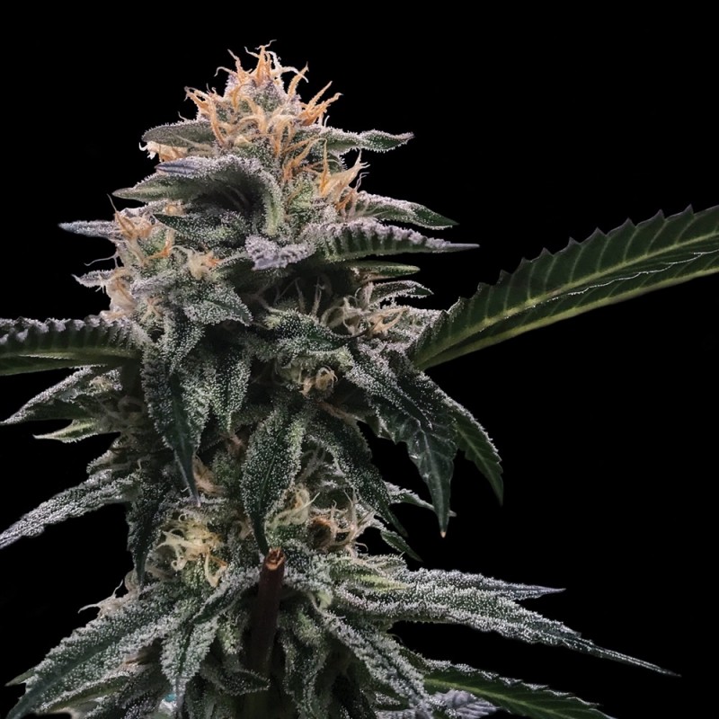 BANANA SORBET · DNA Genetics · cannabis seeds · Fem
