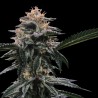 BANANA SORBET · DNA Genetics · cannabis seeds · Fem