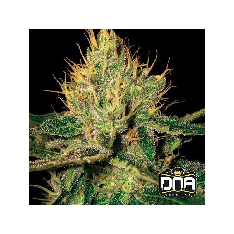 CANNALOPE HAZE · DNA Genetics · sementes de maconha · Fem