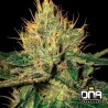 CANNALOPE HAZE · DNA Genetics · sementes de maconha · Fem