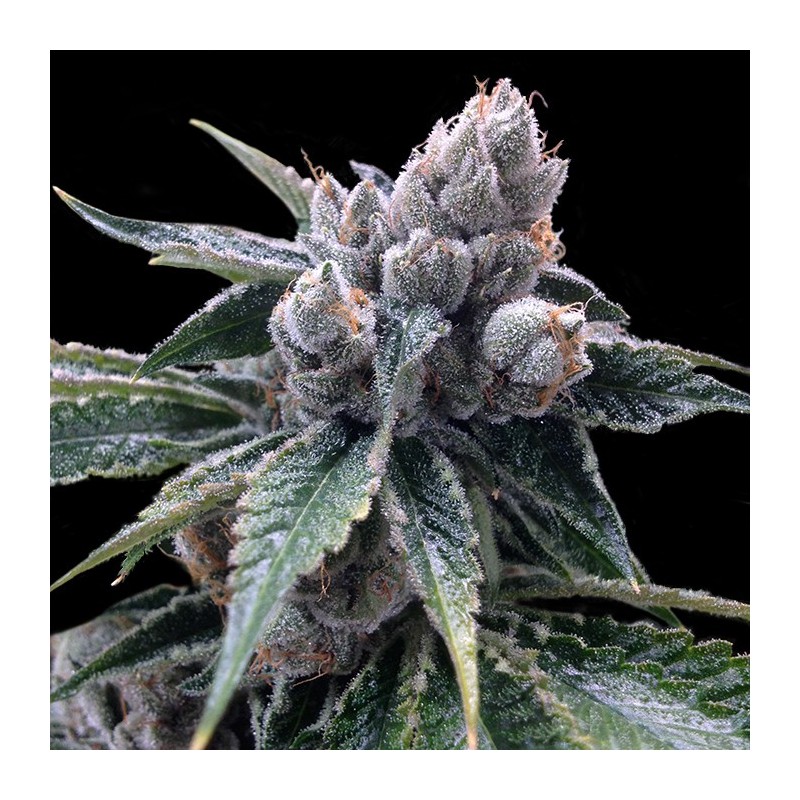 WHITE WALKER KUSH · DNA Genetics · cannabis seeds · Fem