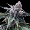 WHITE WALKER KUSH · DNA Genetics · semi di canapa indiana · Fem
