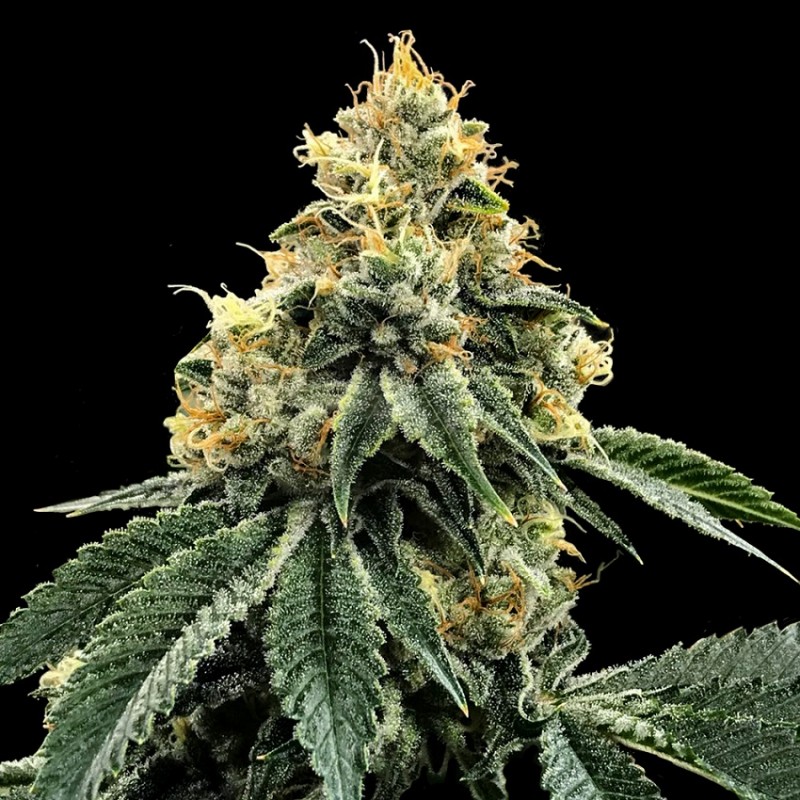 KOSHER DAWG · DNA Genetics · kaufen cannabis samen · Fem
