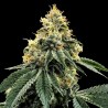 KOSHER DAWG · DNA Genetics · kenevir tohum · disi · Fem
