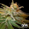 KUSHBERRY · DNA Genetics · sementes de maconha · Fem