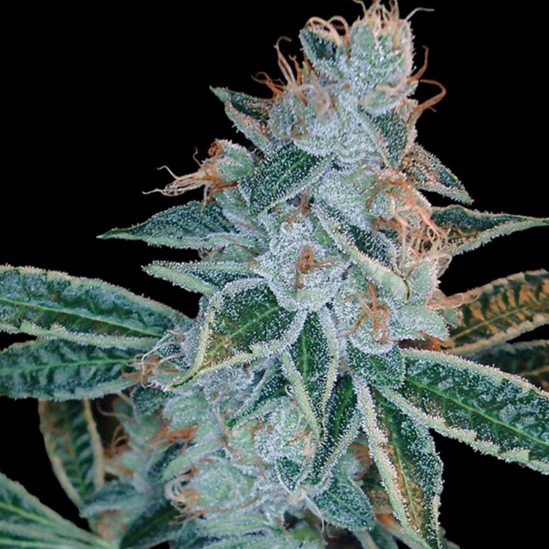 LEMON OG KUSH · DNA Genetics · cannabis seeds · Fem