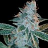 LEMON OG KUSH · DNA Genetics · sementes de maconha · Fem