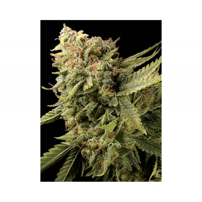 LEMON SKUNK · DNA Genetics · semi di canapa indiana · Fem