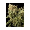 LEMON SKUNK · DNA Genetics · cannabis seeds · Fem