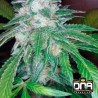THE OG 18  RESERVA PRIVADA  · DNA Genetics · cannabis seeds · Fem
