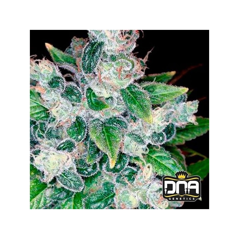 KANDY KUSH · DNA Genetics · cannabis seeds · Fem