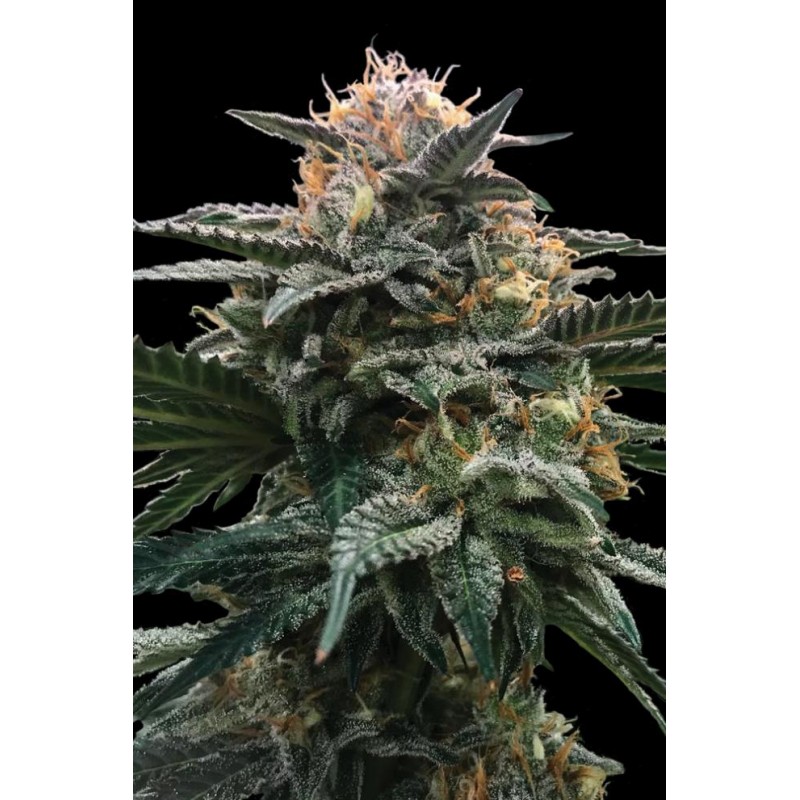 BLOOD ORANGE SORBET · DNA Genetics · semi di canapa indiana · Fem