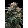BLOOD ORANGE SORBET · DNA Genetics · sementes de maconha · Fem
