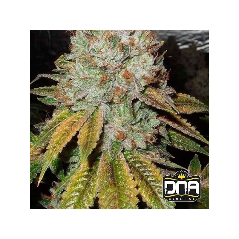 OG KUSH · DNA Genetics · kaufen cannabis samen · Fem