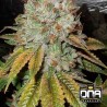 OG KUSH · DNA Genetics · cannabis seeds · Fem