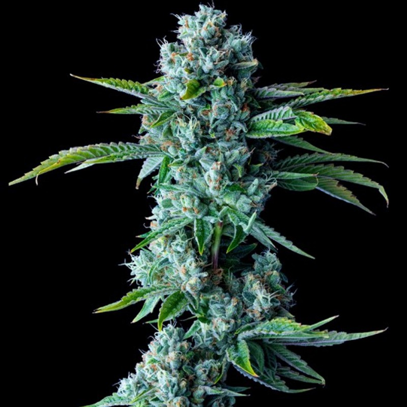 SKYWALKER KUSH · DNA Genetics · sementes de maconha · Fem