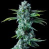 SKYWALKER KUSH · DNA Genetics · sementes de maconha · Fem