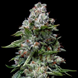 KOSHER KUSH · DNA Genetics · semi di canapa indiana · Fem